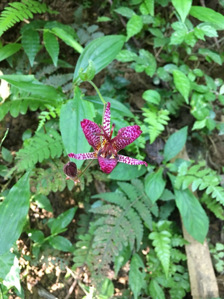 請問這是什麼植物的花