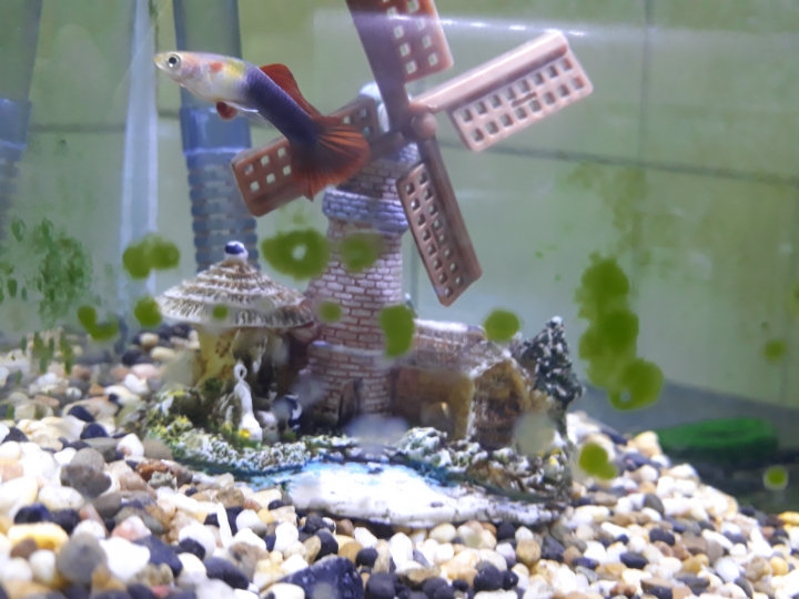孔雀魚好像生病 了？！