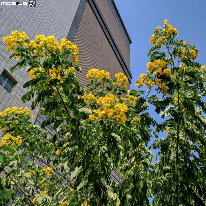 夕陽+金邊黃槐 台南市東區文聖公園 10/14