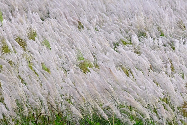 Nikon接力拍秋芒