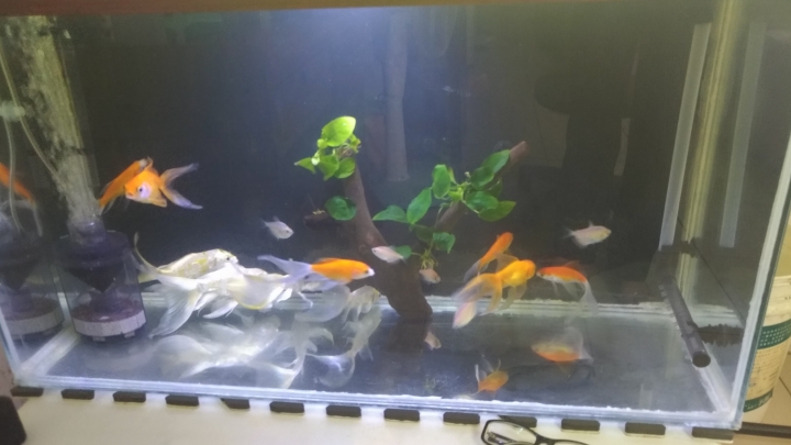 請問這是什麼魚