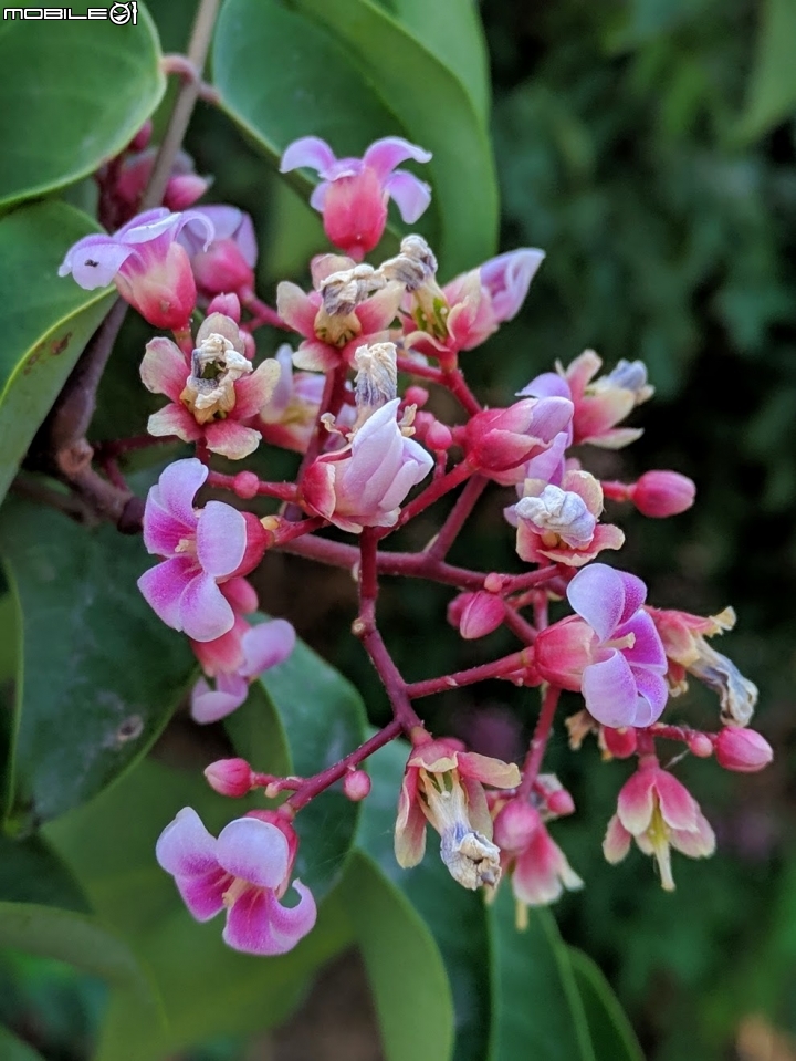 楊桃花 台南市北區中華北路一段 10/21