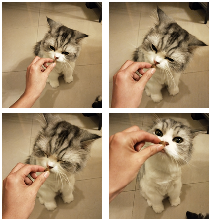 台北寵物展新飼料-澳維康