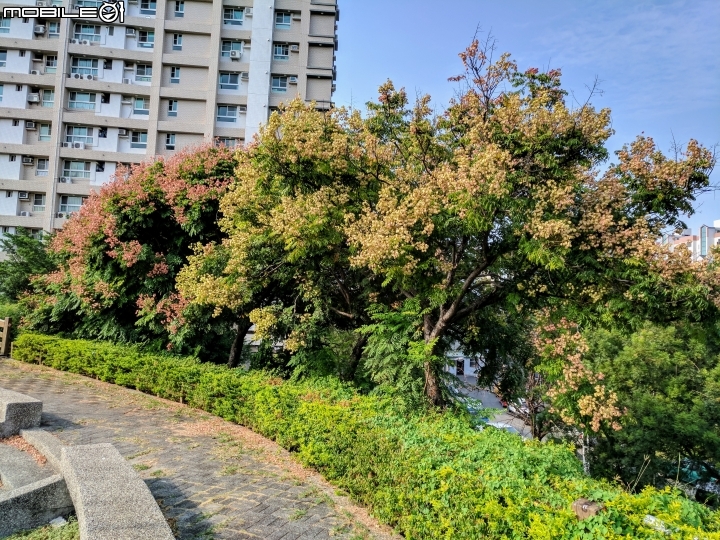 水黃皮+欒樹+朱蕉 高雄市楠梓區右昌森林公園 10/13