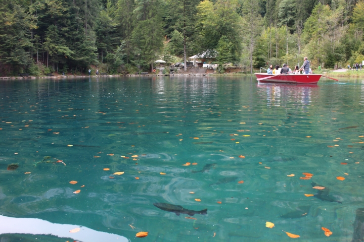 唯一超越蒂芬妮藍的瑞士藍湖Blausee：在Frutigen健行