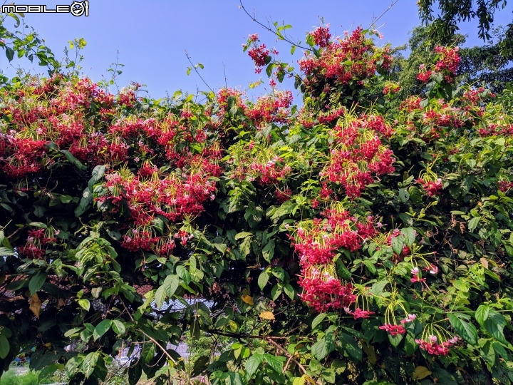 垂花懸鈴花(永不開的花) 台南市東區後甲公園10/21