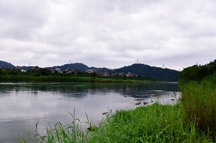 Nikon Z7在雨不斷的新店灣潭拍魚鷹，最後變成和P1000比拍雨後水珠。