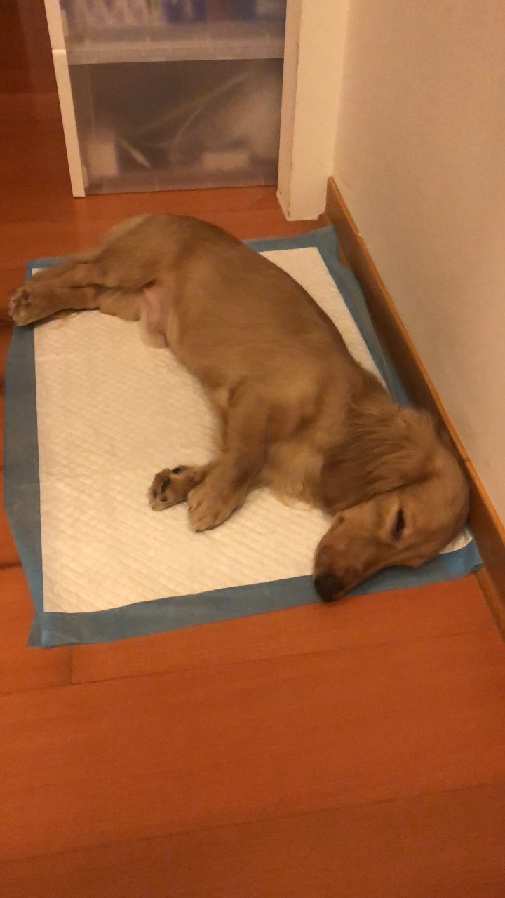 可愛臘腸犬送養