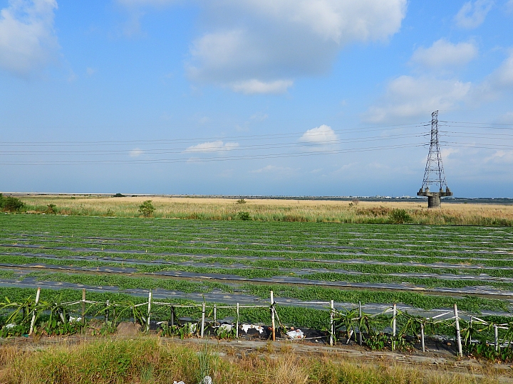 Nikon P1000一日遊，從霧台到南州，到林園深秋芒，迎接鳗魚苗返鄉的豐收。