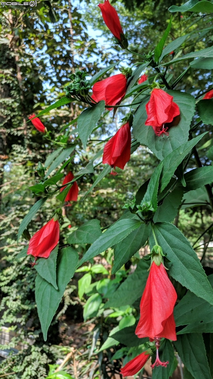 垂花懸鈴花(永不開的花) 台南市東區後甲公園10/21