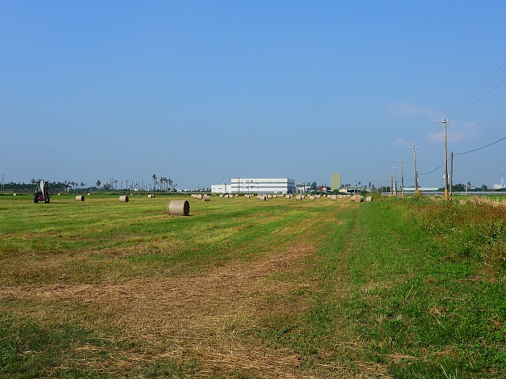 Nikon P1000一日遊，從霧台到南州，到林園深秋芒，迎接鳗魚苗返鄉的豐收。