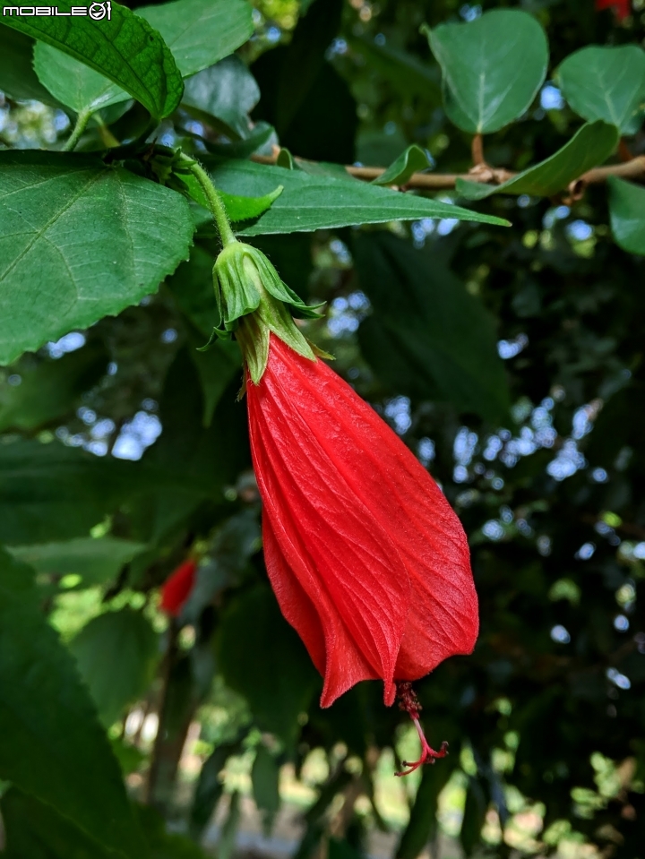 垂花懸鈴花(永不開的花) 台南市東區後甲公園10/21