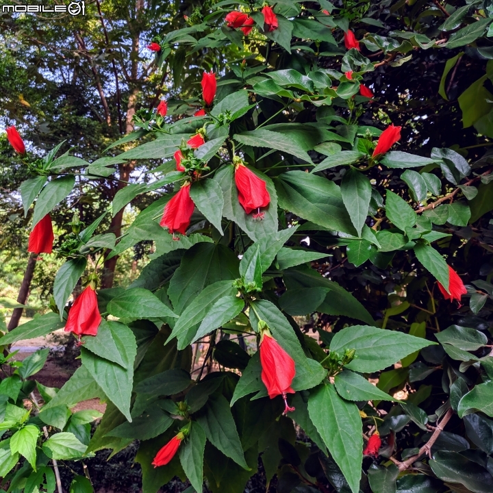 垂花懸鈴花(永不開的花) 台南市東區後甲公園10/21