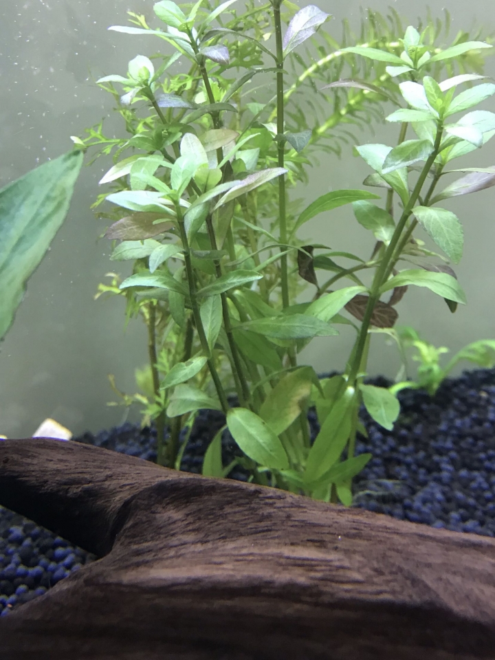水草問題