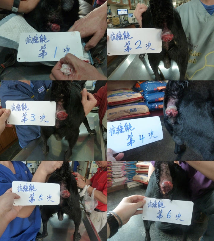 毛孩對抗圍肛腺瘤