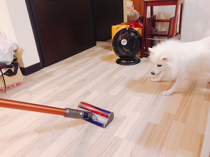 【體驗活動文】用Dyson V10愛屋及烏~愛我的家也愛"牠"~