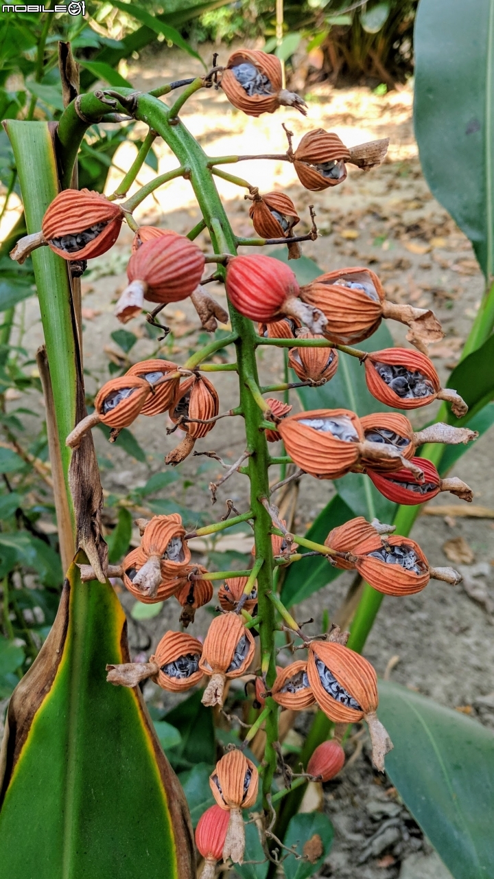 垂花懸鈴花(永不開的花) 台南市東區後甲公園10/21