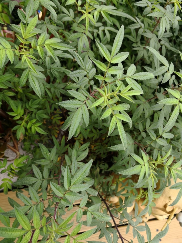 請問植物名稱?