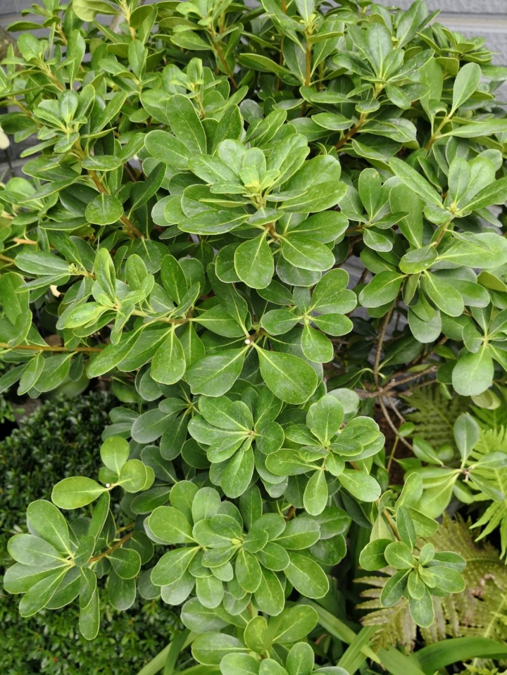 請問植物名稱?