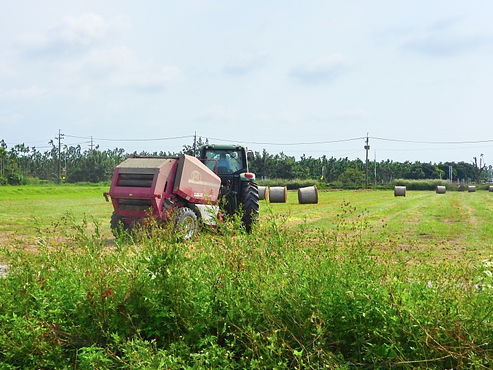 Nikon P1000一日遊，從霧台到南州，到林園深秋芒，迎接鳗魚苗返鄉的豐收。