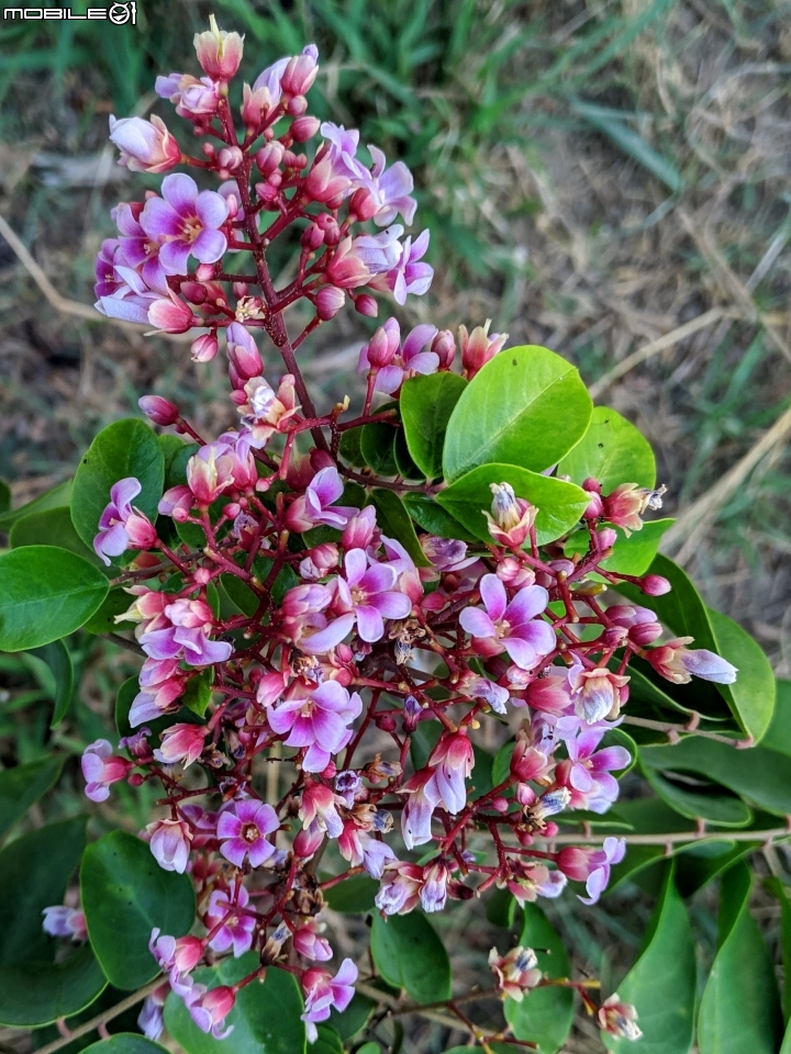 楊桃花 台南市北區中華北路一段 10/21