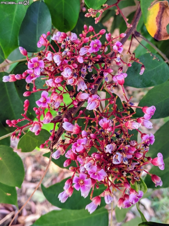 楊桃花 台南市北區中華北路一段 10/21