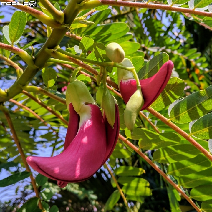雀榕+黃連木 台南市永康區永康公園 09/30