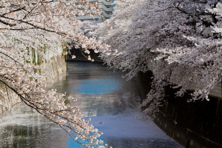 【景點。遊記】東京 山手線觀光景點地圖 下載 手冊 旅遊 旅行 美食 購物 逛街 推薦