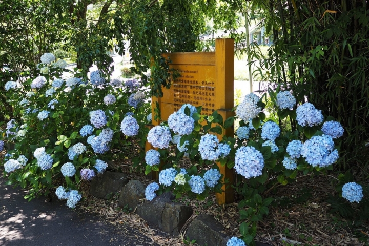 【台中和平區 | 景點】慢遊遠離塵囂的絕美山林♣武陵農場 x 富野渡假村二日遊