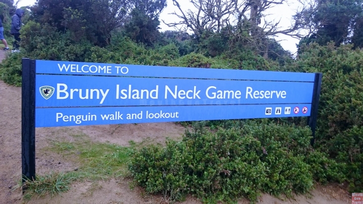 【澳洲●塔斯】世界級景點Neck Game Reserve就在Bruny Island