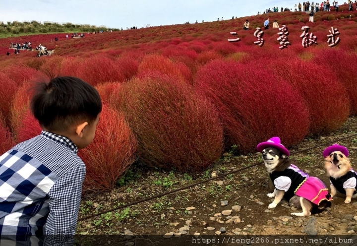 【茨城縣】秋季限定紅色毛茸茸掃帚草