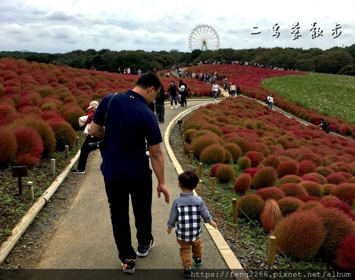【茨城縣】秋季限定紅色毛茸茸掃帚草