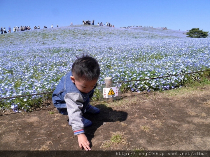 【茨城縣】秋季限定紅色毛茸茸掃帚草