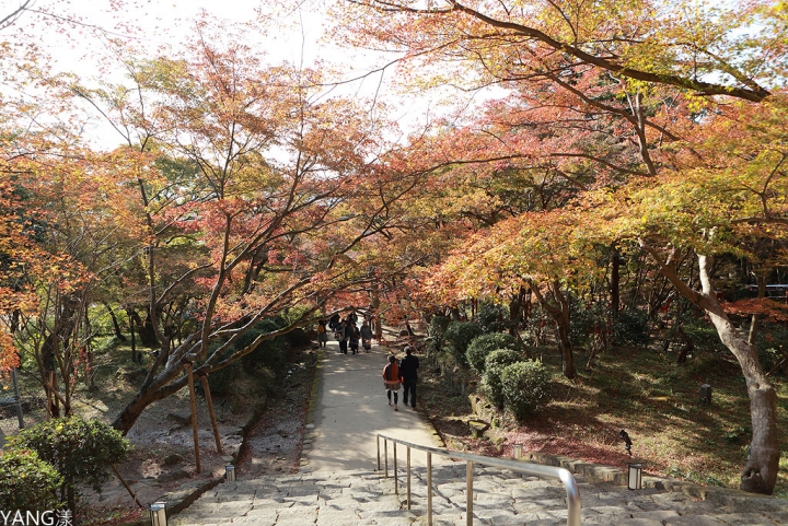 【福岡】寶滿宮竈門神社,賞紅葉求良緣一次搞定
