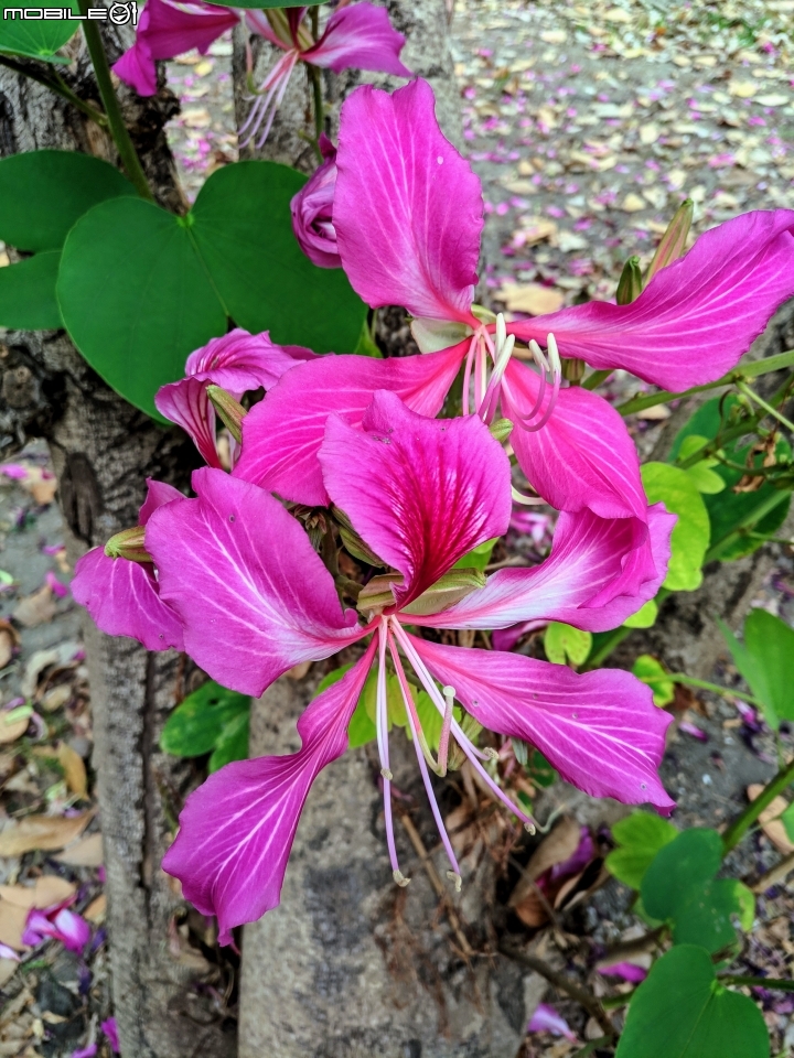 艷紫荊 台南市安平區州平路 11/25