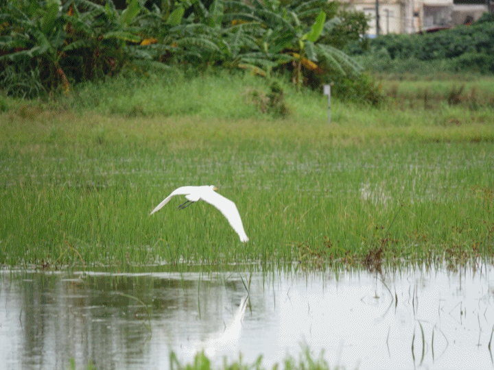 SONY R10IV — 讓專業攝影簡單走入生活 —《SonyRX10IV飛羽攝影大賽》試用活動心得分享