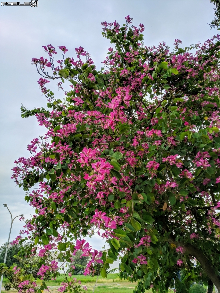 艷紫荊 台南市安平區州平路 11/25