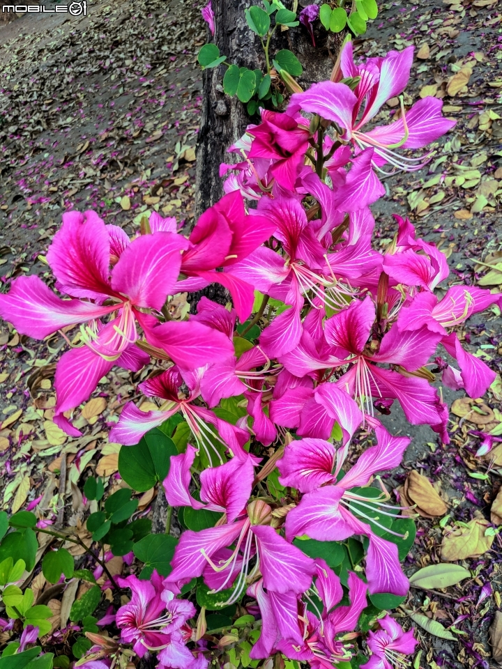 艷紫荊 台南市安平區州平路 11/25