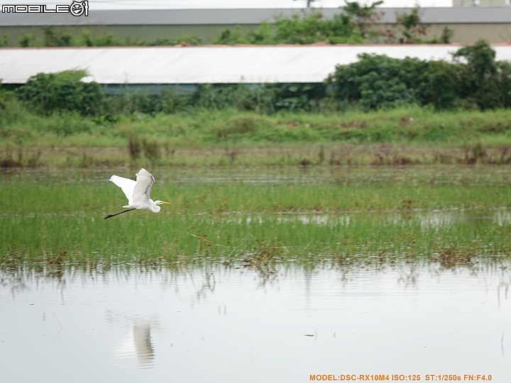 SONY R10IV — 讓專業攝影簡單走入生活 —《SonyRX10IV飛羽攝影大賽》試用活動心得分享