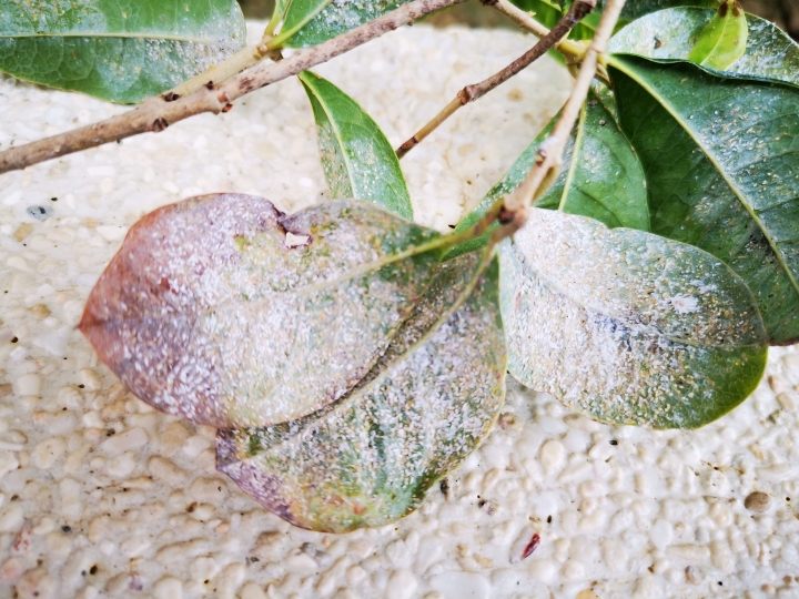 請問我的小桂花怎麼了