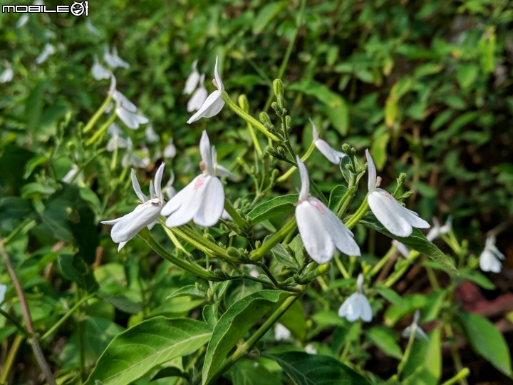 白鶴靈芝 台南市東區後甲公園 11/18
