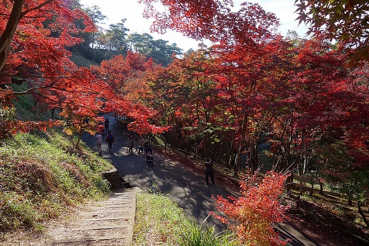 【栃木縣】秋之旅 足利市織姫公園紅葉谷