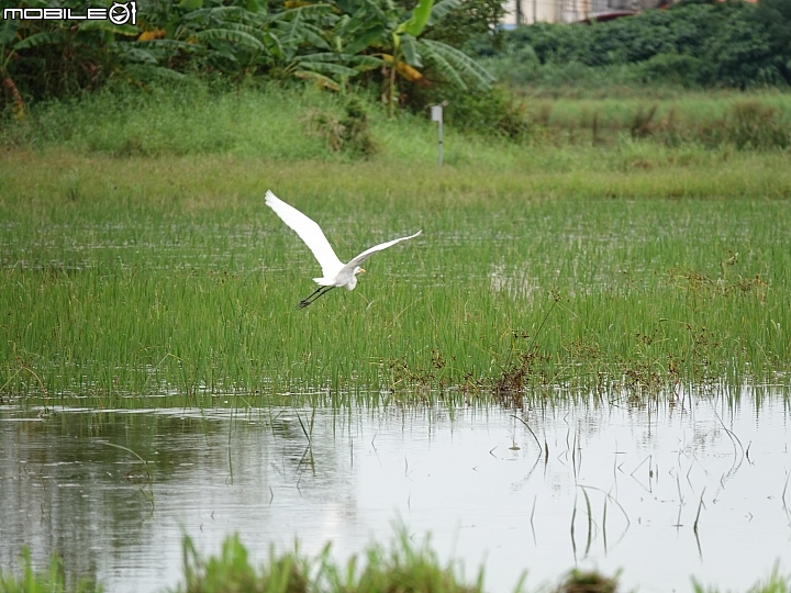 SONY R10IV — 讓專業攝影簡單走入生活 —《SonyRX10IV飛羽攝影大賽》試用活動心得分享