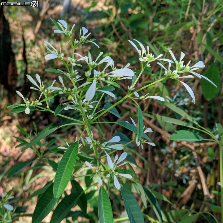 白千層+白雪木 台南市東區文化中心 11/25