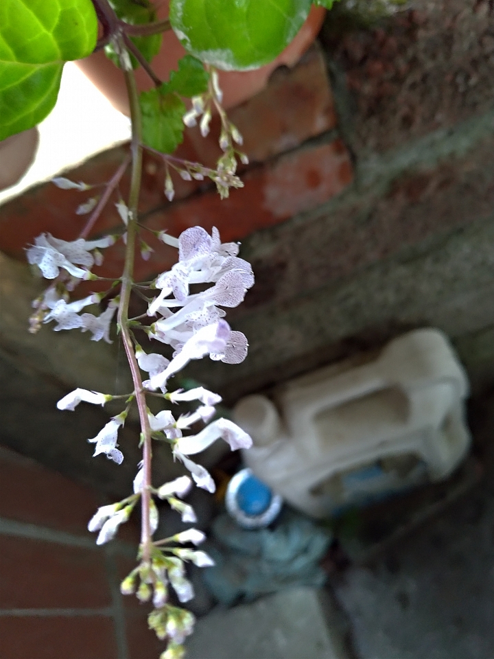 不知名植物開花了