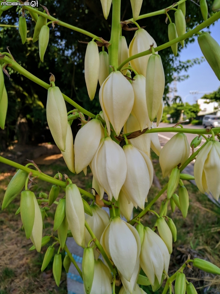 刺葉王蘭 台南市北區中華北路一段 11/04