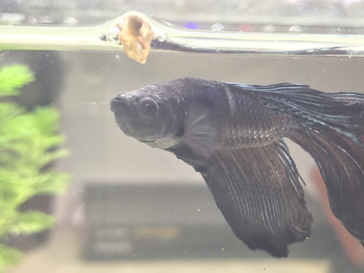 我的鬥魚是不是生病了(附圖)