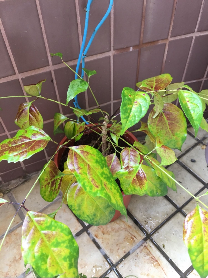 幸福樹生病