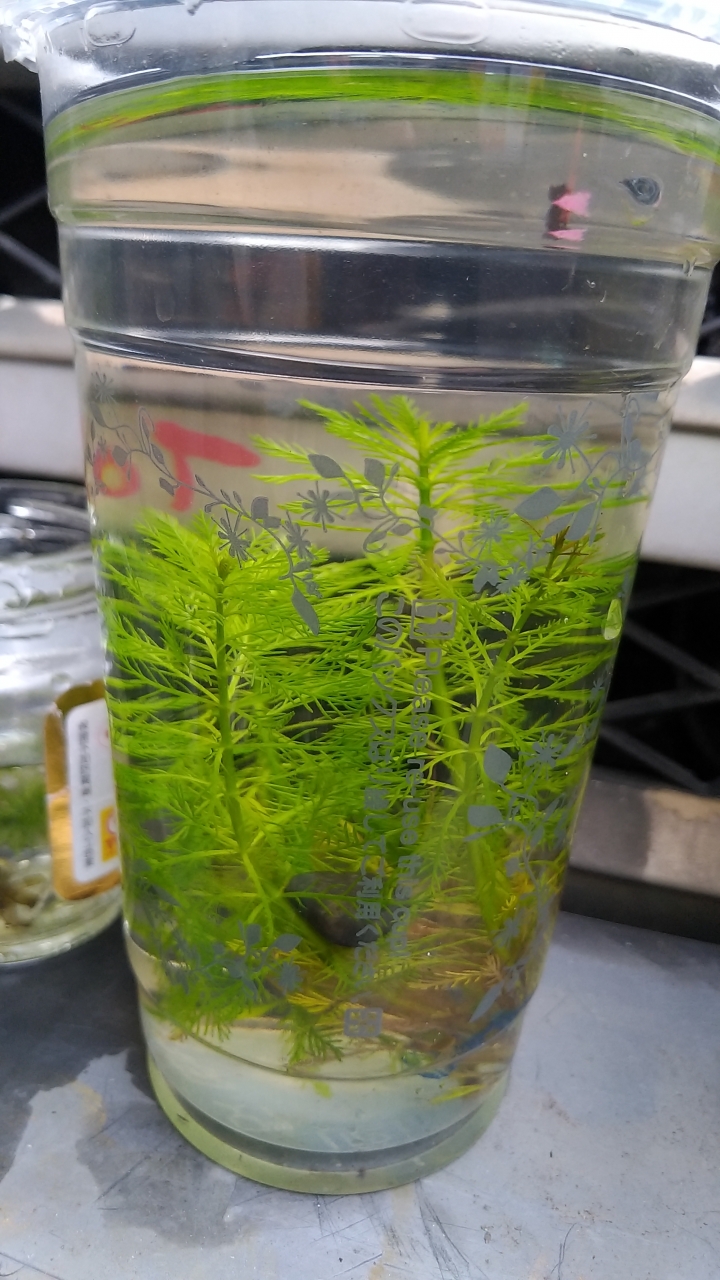 請教水草名稱