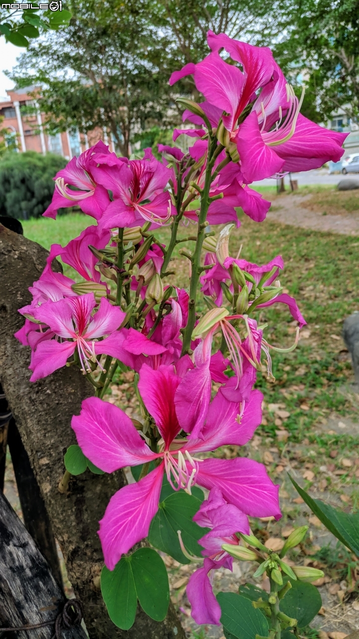 艷紫荊 台南市安平區州平路 11/25